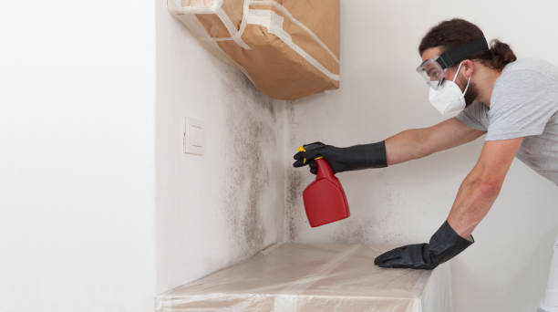 Professional Basement Mold Removal technician working in Freeport, FL